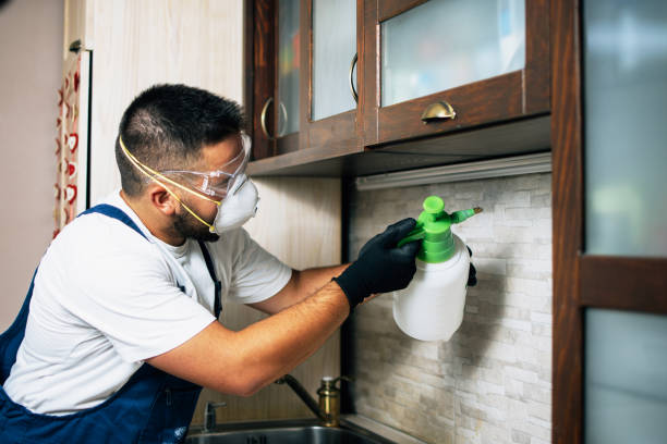 Best Local Pest Control Services  in Springdale, OH