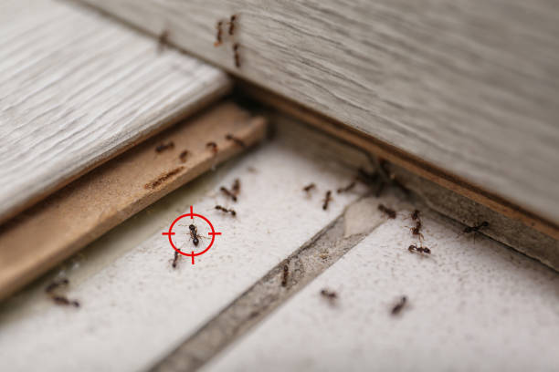 Best Pest Control Near Me in Springdale, OH