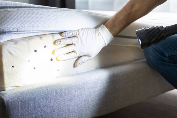 Best Pest Prevention Services  in Springdale, OH